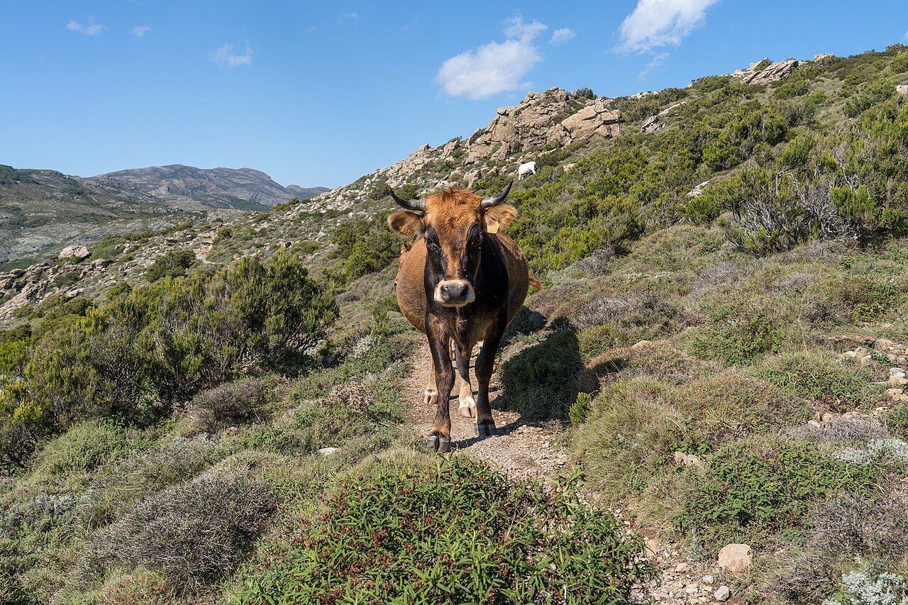 sentier montagne corse